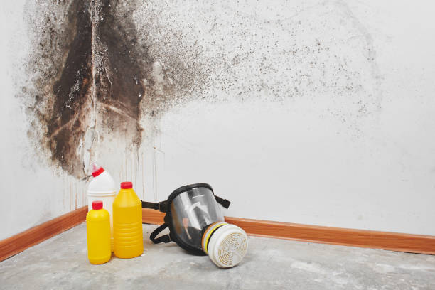 Best Mold Remediation  in Sulphur, OK