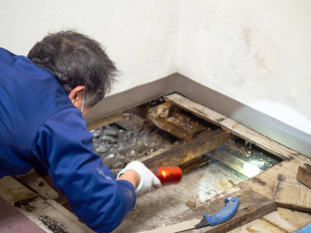 Attic Mold Removal in Sulphur, OK