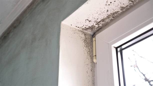 Best Attic Mold Removal  in Sulphur, OK