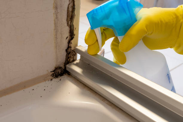 Best Same-Day Mold Removal  in Sulphur, OK