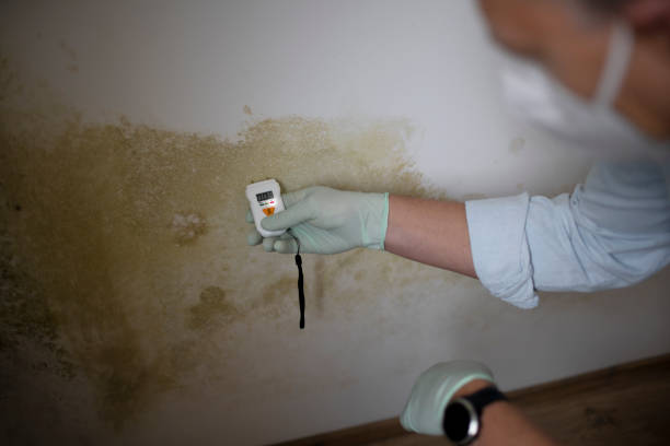 Best Mold Removal Process  in Sulphur, OK