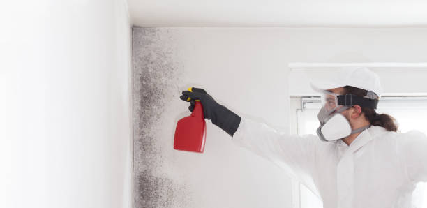 Best Mold Cleaning Services  in Sulphur, OK