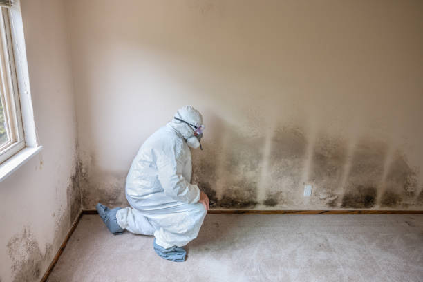 Best Mold Cleaning Services  in Sulphur, OK