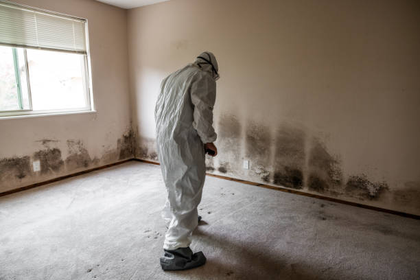 Reliable Sulphur, OK Mold Removal Solutions