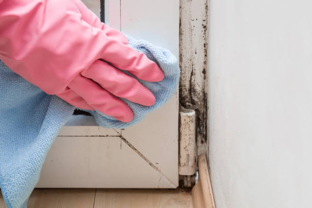 Best Emergency Mold Removal  in Sulphur, OK